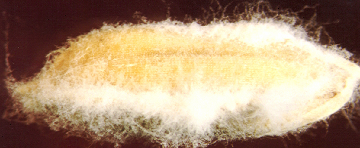 Seed infected with Fusarium moniliforme